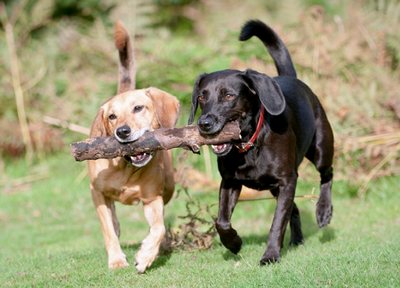 2 honden met 1 bot